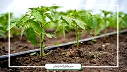 استفاده از استراتژی های نوین آبیاری در تولید محصولات زراعی استان در سطح بالغ بر 72 هزار هکتار 